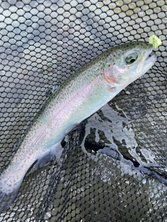 ニジマスの釣果