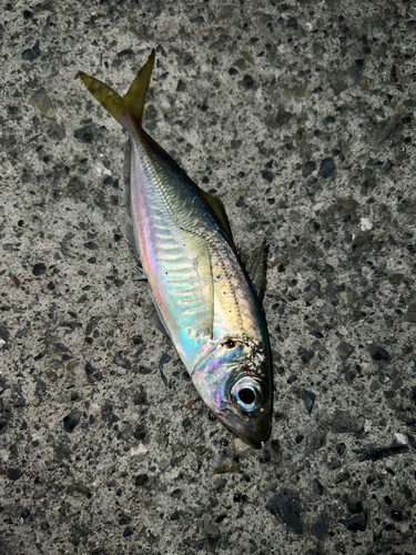 マアジの釣果