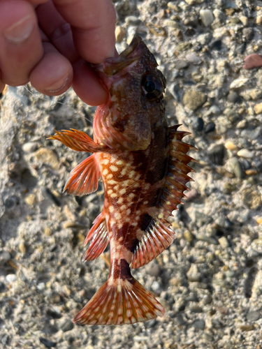 カサゴの釣果