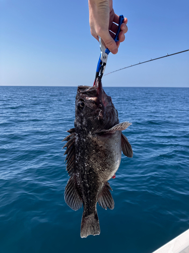 クロソイの釣果