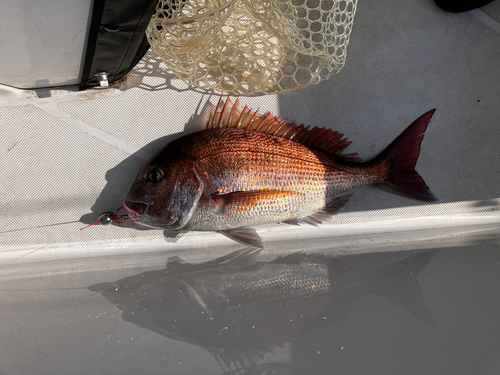 マダイの釣果