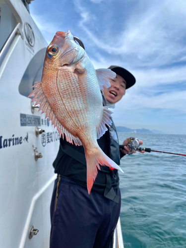 マダイの釣果