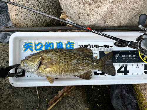 スモールマウスバスの釣果