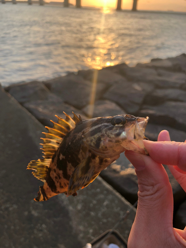 カサゴの釣果