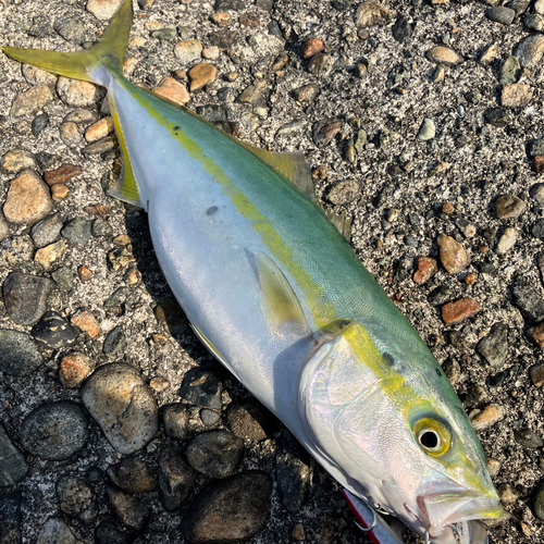 ツバイソの釣果