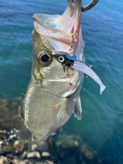 ヒラスズキの釣果