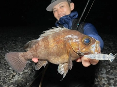 メバルの釣果