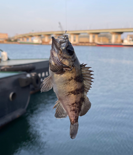 ガシラの釣果