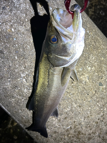 マルスズキの釣果