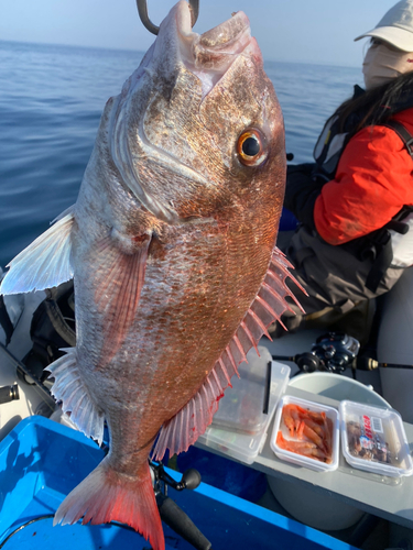 タイの釣果