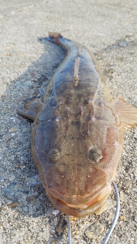 マゴチの釣果