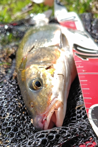 ウグイの釣果