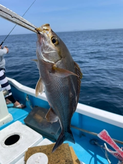 イサキの釣果