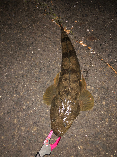 マゴチの釣果