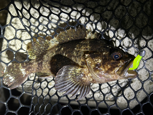 ソイの釣果