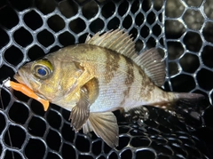 メバルの釣果