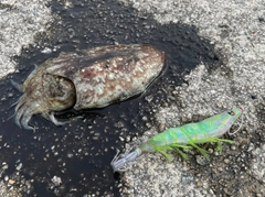 コウイカの釣果