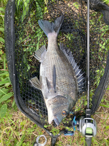 チヌの釣果