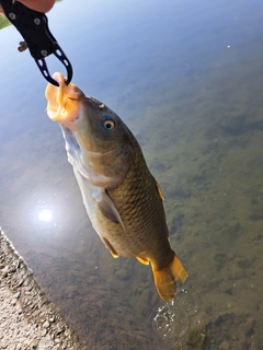 コイの釣果