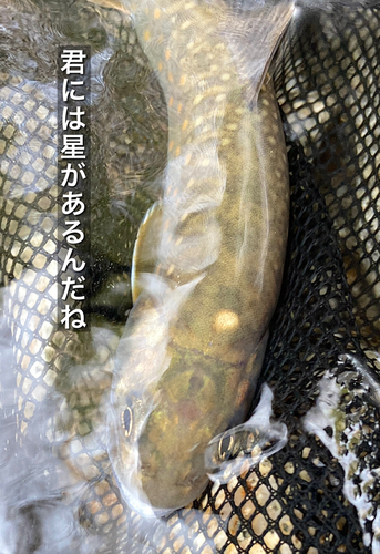 アマゴの釣果