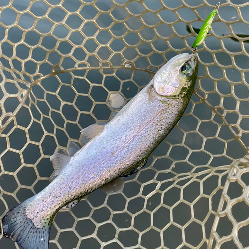 ニジマスの釣果