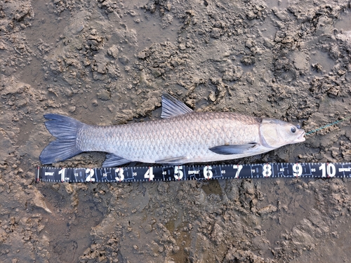 アオウオの釣果