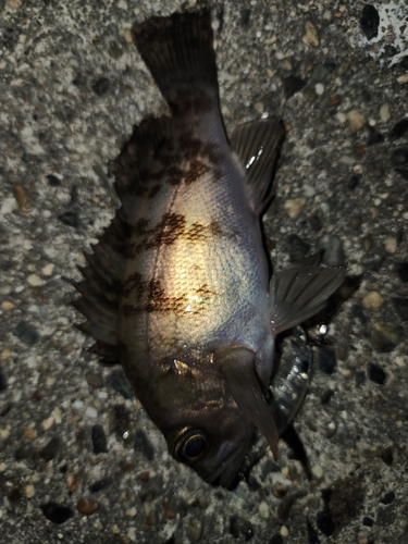 メバルの釣果