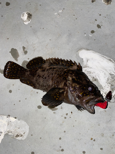 オウゴンムラソイの釣果