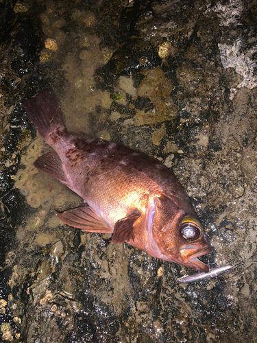 メバルの釣果