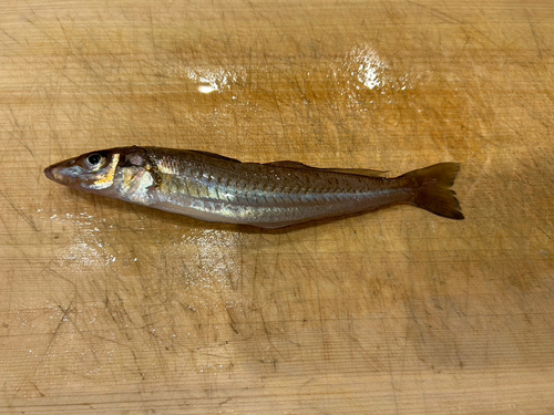 キスの釣果