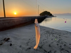 キスの釣果