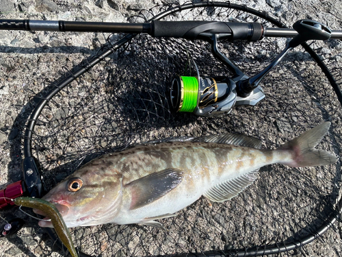 ホッケの釣果