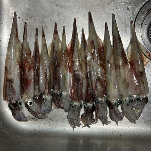 唐丹湾で釣れたヤリイカの釣り・釣果情報 - アングラーズ