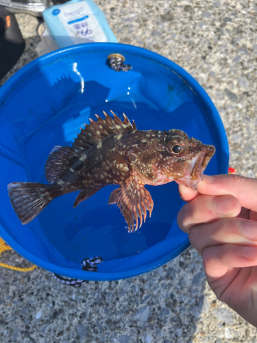 カサゴの釣果