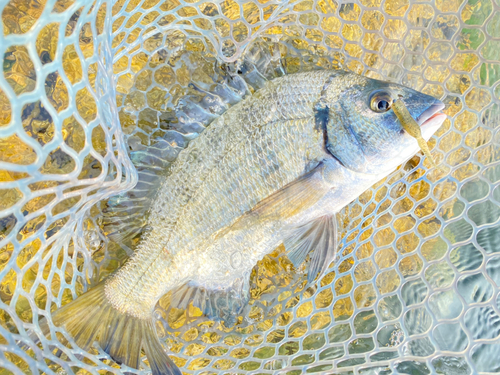 ミナミクロダイの釣果