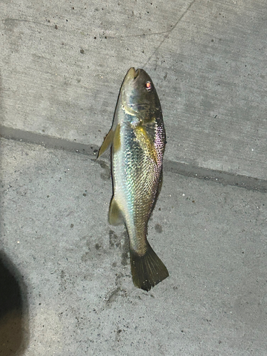 イシモチの釣果