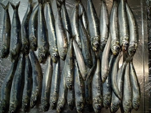 イワシの釣果