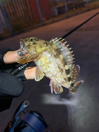 カサゴの釣果