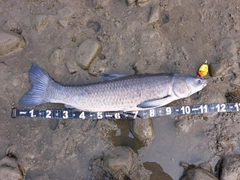 アオウオの釣果