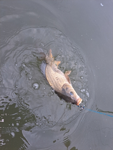 コイの釣果