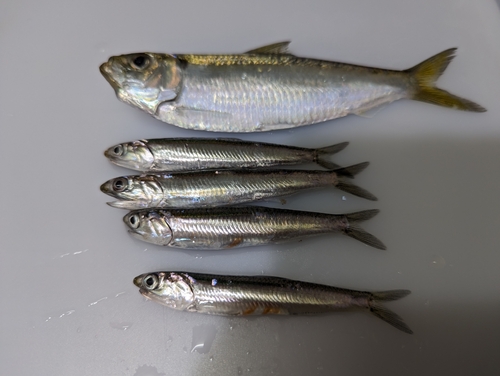 カタクチイワシの釣果