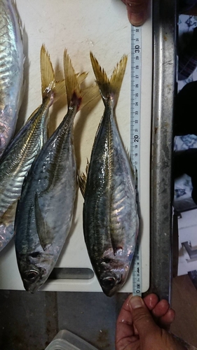 アジの釣果