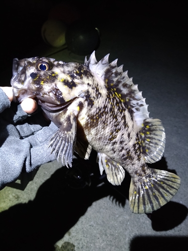 オウゴンムラソイの釣果