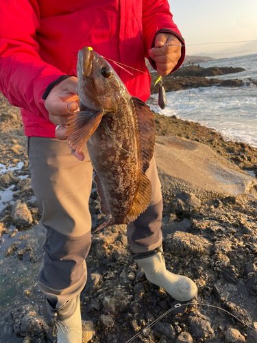 アブラコの釣果