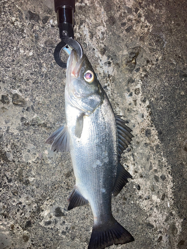 ヒラスズキの釣果