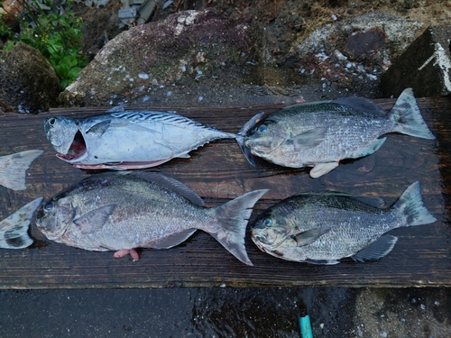 オナガグレの釣果