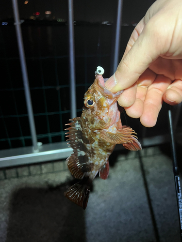 カサゴの釣果