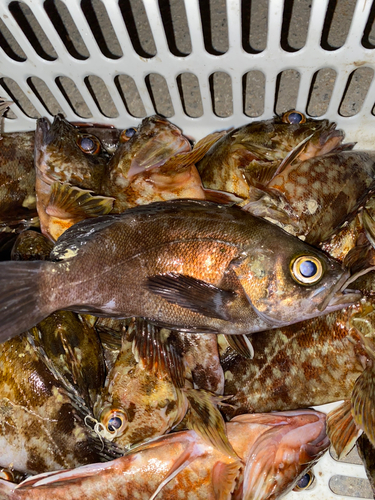 メバルの釣果