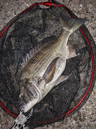 クロダイの釣果