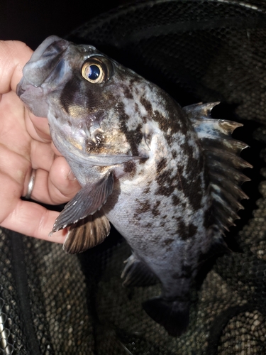 クロソイの釣果